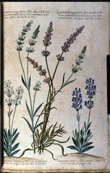 Botanische Tafel: Echter Lavendel (Lavandula angustifolia) und Speiklavendel (Lavandula latifolia)