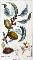 Zweig, Blüte und Frucht des Mandelbaums - botanische Tafel