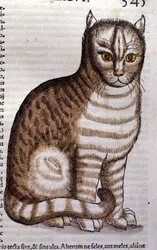 Katze nach der Historia Animalium von Conrad Gesner, Tiguri 1560. Biblioteca Nazionale Braidense. Mailand