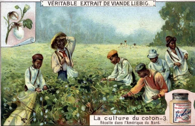 Baumwollanbau in Nordamerika. Liebig Chromolithographie des 19. Jahrhunderts