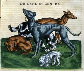 Hunde aus der „Historia Animalium“ von Conrad Gesner, Zürich 1560. Biblioteca Nazionale Braidense, Mailand