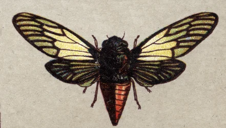 Entomologie: Darstellung einer roten Zikade, Insektenserie, Anfang des 20. Jahrhunderts (Chromo)