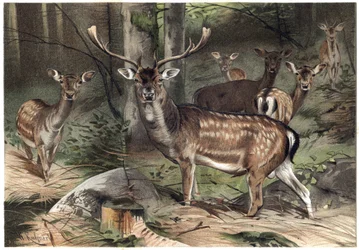 Europäisches Damwild (Dama dama) - Gravur aus „Brehms Tierleben“ von Alfred Edmund Brehm (1829-1884)