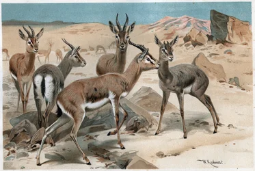 Gazelle - Gravur aus „Brehms Tierleben“ von Alfred Edmund Brehm (1829-1884)