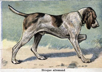 Jagdhund: Deutscher Braque