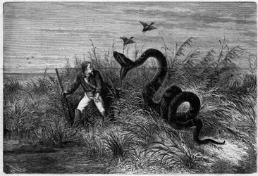 Vorfall in der Savanne bei einer Entenjagd. Auszug aus „Reise nach Französisch-Guayana“ von Frédéric Bouyer, Fregattenkapitän. Gravur in „L