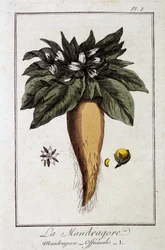 Die Alraune (Mandragora Officinalis) - in „Übungen der Botanik für Händler“, verfasst von J.C. Philibert, Druckerei von Crapelet, Paris