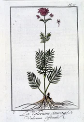 Die wilde Baldrian - in „Übungen der Botanik für den Gebrauch der Händler“ von J.C. Philibert, Druckerei Crapelet, Paris
