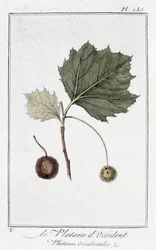 Die Amerikanische Platane (Platanus occidentalis) - in „Übungen der Botanik für Kaufleute“, verfasst von J.C. Philibert, Druckerei Crapelet, Paris