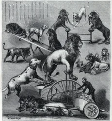 Dressierte Löwen des Neuen Zirkus in Paris: verschiedene Kunststücke einer akrobatischen Nummer mit Löwen, Dompteuren und Hunden. Gravur in „La Nature“ 1890. Private Sammlung.