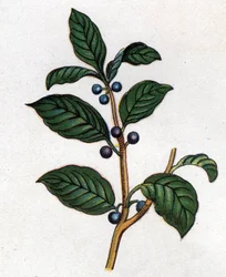 Medizinische und essbare botanische Pflanzen: Faulbaum. Gravur in „La medication naturelle“ von Friedrich Eduard Bilz (1842-1922)
