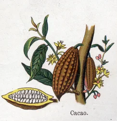 Medizinische und essbare botanische Pflanzen: Kakao. Gravur in "La medication naturelle" von Friedrich Eduard Bilz (1842-1922)