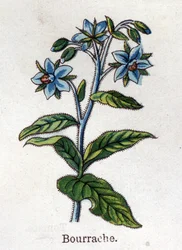 Medizinische und essbare botanische Pflanzen: Preiselbeere. Gravur in „Die natürliche Medikation“ von Friedrich Eduard Bilz (1842-1922)