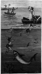 Perlmuttkultur in Tahiti: ein Perlmuttfischer wird von einem Hai angegriffen. (Nach den vom Autor übermittelten Dokumenten). Stich in „La Nature: revue des sciences et de leurs applications aux arts et a l
