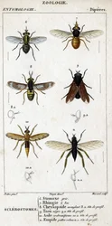 Naturkundliche Tafel. Entomologie. Familie der Zweiflügler. Stechfliegen: 6. Graue Stechfliege; 7. Schnabel-Schwebfliege; 8. Blendende Goldaugenbremse; 8a. Kopf im Profil; 9. Schwarze Bremse; 9a. Kopf im Profil; 10. Wespenförmige Raubfliege; 10a. Kopf im