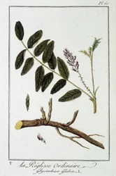 Gewöhnliche Süßholzwurzel (Glycyrrhiza glabra) - in „Übungen der Botanik für Kaufleute“, verfasst von J.C. Philibert, Druckerei Crapelet, Paris