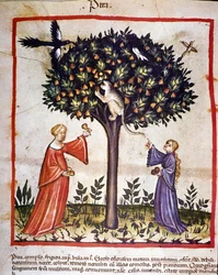 Birnen pflücken. Illustration aus dem Buch der Medizin und Diätetik „Tacuinum sanitatis“