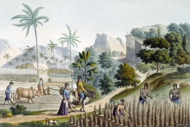 Reis pflanzen und ernten auf der Insel Guam (Mikronesien)