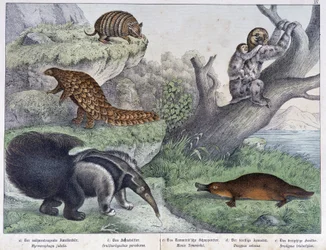 Nagetiere: Gürteltier, Faultier, Ameisenbär - in „Naturgeschichten der Säugetiere“, ed. Schreiber