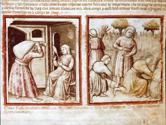 Ruth und Noemi (Naomi, Noemie) arbeiten in den Feldern von Boaz (Booz) Miniatur aus Codex 212 (oder Padovano Codice oder Bibel von Padua) 1390-1400 Rovigo, Accademia dei Concordi