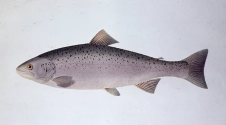 Lachsforelle - Naturgeschichtstafel