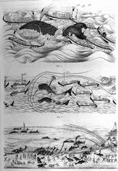 Techniken des Fischfangs dieser Art in Japan. Beispiel von Zeichnungen, die von der japanischen Regierung gesendet wurden. Gravur in „La Nature: revue des sciences et de leurs applications aux arts et a l