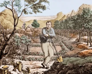 Der Gärtner von St. Helena - Napoleon im Exil auf St. Helena, Gravur