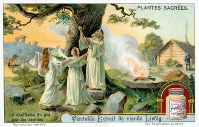 Das Sammeln von Misteln durch die Druiden - Liébig-Werbeetikett. Chromolithographie 19. Jahrhundert