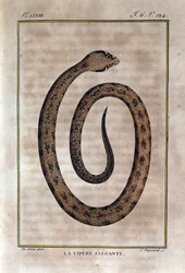 Die elegante Viper. Tafel aus einem Werk der Naturgeschichte „Œuvres de Buffon“ von Naturforscher Georges Louis Leclerc, Graf von Buffon (1707 - 1788). 19. Jahrhundert
