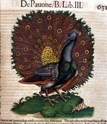 Der Pfau nach der Historiae animalium von Konrad Gesner, Tiguri