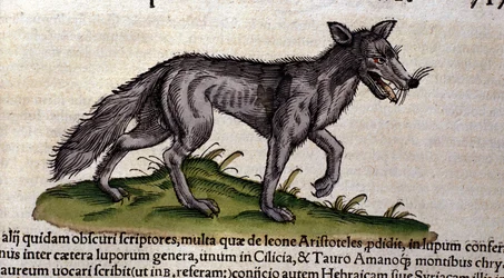 Der Wolf nach der Historia Animalium von Conrad Gesner, Tiguri 1560. Biblioteca Nazionale Braidense, Mailand