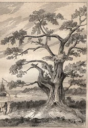 Dritte Reise (1776-1779) von Kapitän James Cook (1728-1779): Baum, unter dem Cook den Durchgang der Venus beobachtete - Illustration aus „Die großen Seefahrer des 18. Jahrhunderts“