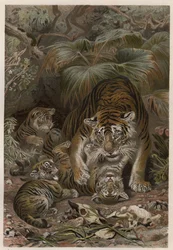 Tiger (Panthera tigris) mit Jungen - Gravur aus 