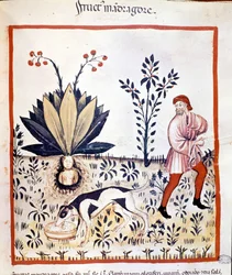 Medizinische Abhandlung „Tacuinum sanitatis“, 14. Jahrhundert. Ernte der Alraune. Biblioteca Nazionale Braidense, Mailand