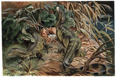 Varan - Waran (Varanus) - Gravur aus „Brehms Tierleben“ von Alfred Edmund Brehm (1829-1884)