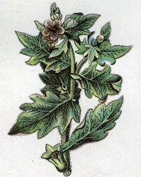 Giftige botanische Pflanzen: bis zu. Gravur in „Die natürliche Medikation“ von Friedrich Eduard Bilz (1842-1922)