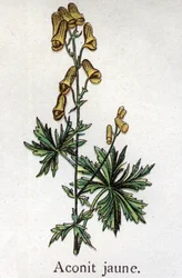 Giftige botanische Pflanzen: Gelber Eisenhut. Gravur in „The natural medication“ von Friedrich Eduard Bilz (1842-1922)