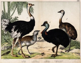 a: Großtrappe (Otis tarda), b: Kasuar (Casuarius galeatus), c: Afrikanischer Strauß (Struthio camelus), d: Nandu (Rhea Americana) - In „Natural History of Oideals“, ed. Hoepli, Mailand