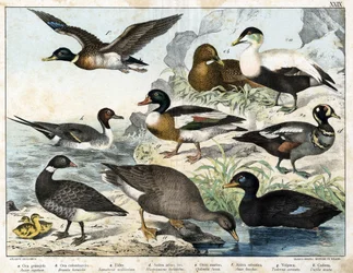a: Saatgans (Anser segetum), b: Ringelgans (Branta bernicla), c: Eiderente (Somateria mollissima), d: Kragenente (Histrionicus torquatus), e: Samtente (Oidemia fusca), f: Stockente (Anas boschas), g: Brandgans nach Belon (Adorna cornuta), h: Spießente