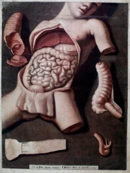 Anatomische Tafel, die das Innere des Bauches eines Menschen darstellt: Eingeweide, Magen. 1742. Private Sammlung