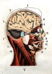 Anatomie: Querschnitt des menschlichen Schädels, Schnitt durch Gehirn und Gesicht. Die Tafel zeigt die Drüsen auf Höhe des Schädels, die Hirnlappen und das Kleinhirn. „Das neue Naturheilverfahren“ von F. E. Bilz. 1898.