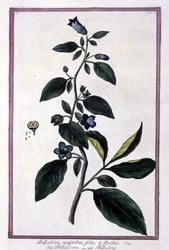 Belladonna, Blumen und Beeren. Giftige Pflanze, die in der Medizin verwendet wird. Gravur nach einem Herbarium aus dem 19. Jahrhundert.