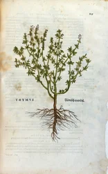Botanische Tafel: Thymian (Thymus). Herbarium von Leonhard Fuchs, „Historia Stirpium“, Basel