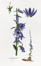 Pfirsichblättrige Glockenblume
