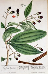 Zimt von Malabar (Indien) - botanische Tafel