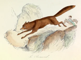 "Gesammelte Werke von Buffon" mit Linnéscher Nomenklatur und Cuviers Klassifikation: Die Tiere: Der Fuchs (Gravur)