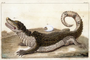 Krokodil von Surinam (Kaiman) - in „Was bei Tieren und Mineralien am interessantesten und kuriosesten ist, um als Intelligenz für die allgemeine Geschichte der drei Reiche der Natur zu dienen“ von Buchoz, spätes 18. Jh.