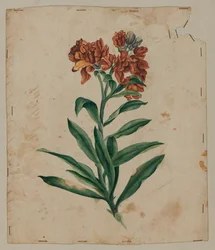 Entwurfszeichnung, frühes 18. Jahrhundert