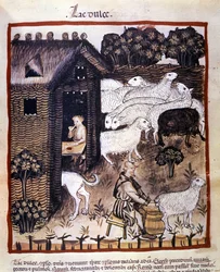 Bauernarbeit: Schafe melken zur Milch- und Käseproduktion. Illumination aus dem „Tacuinum sanitatis“