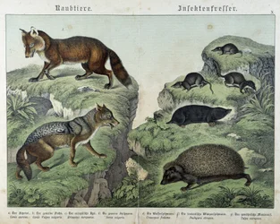 Fuchs, Silberfuchs, Spitzmäuse, Maulwurf und Igel - in „Natural histories of mammals“, ed. Schreiber